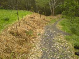 plants along track near Chris Cross garden centre