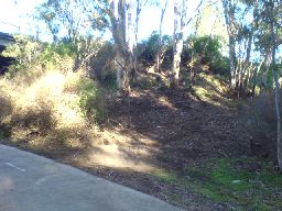 area cleared of boxthorn revealing River red gums
