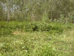 Blackberries partly slashed 