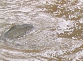 carp swimming on the bike path