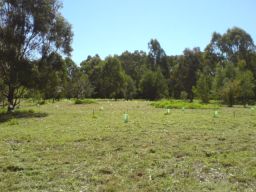 mown woodland