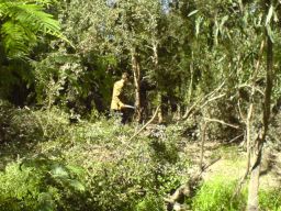 removing hawthorn