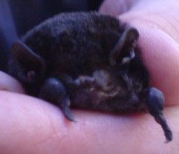 Gould's Wattle bat - (Chalinolobus gouldii)