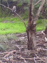 Kookaburra checking the weeded area