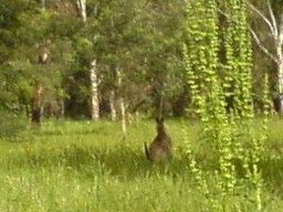 eastern grey kangaroo