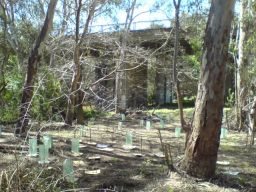 Part of RMIT planting area