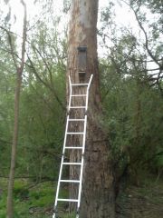 nest box