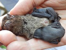 bat with 2 pups