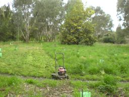 Mowed the woodland