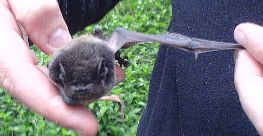 Gould's Wattled bat
