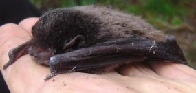 Gould's Wattle bat <i>(Chalinolobus gouldii)
