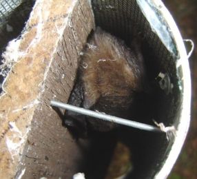 Gould's Wattle bat <i>(Chalinolobus gouldii)