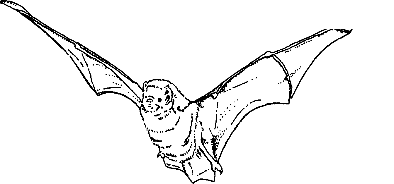 bat