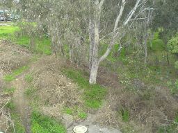 Area cleared of boxthorn