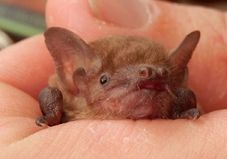 Eastern broad-nosed bat