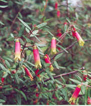 Common Correa