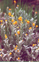 Common everlasting flower