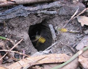 European Wasp nest