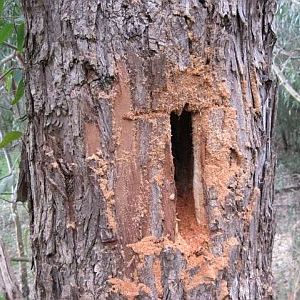 chainsaw hollow