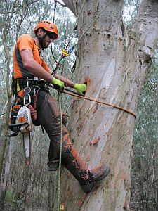 chainsaw hollow