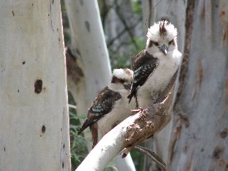 a kookaburra on the lookout 