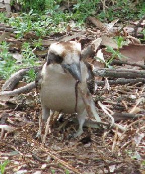 a kookaburra with a juicy worm for a snack