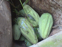 kapok vine fruits