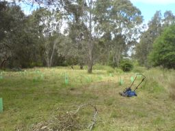 mower with cut and uncut grass 