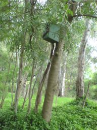 nest box