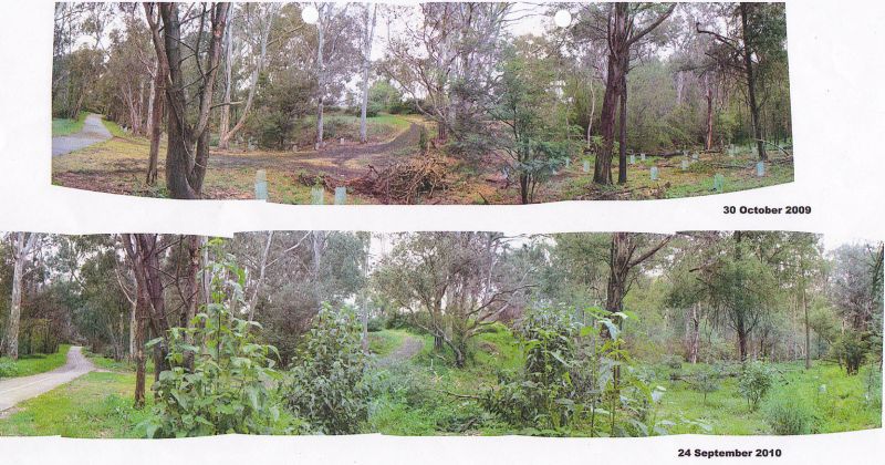 Panorama of 2008/9 planting areas 