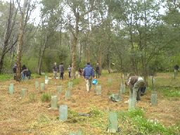 RMIT students planting 