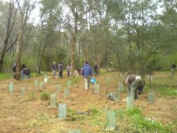 RMIT students planting