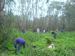 RMIT students clearing spear thistle