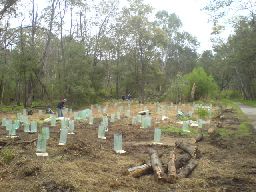 RMIT students planting 