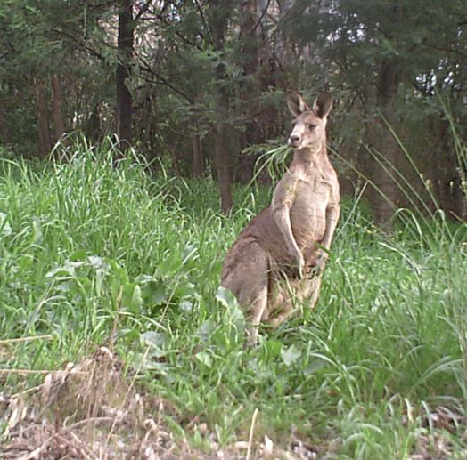 kangaroo