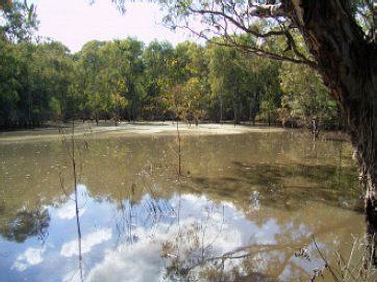 Burke Rd. billabong 2005