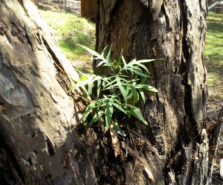 kangaroo apple growing in a tree fork