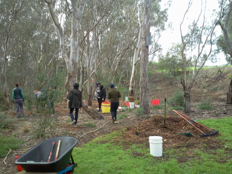 planting the eastern picnic area