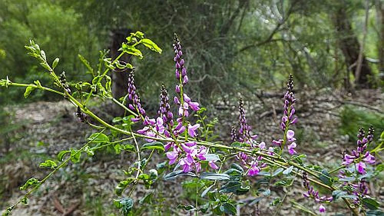 Indigofera australis