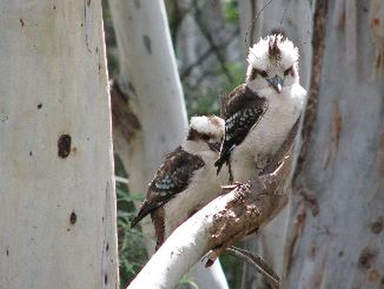 young kookaburras