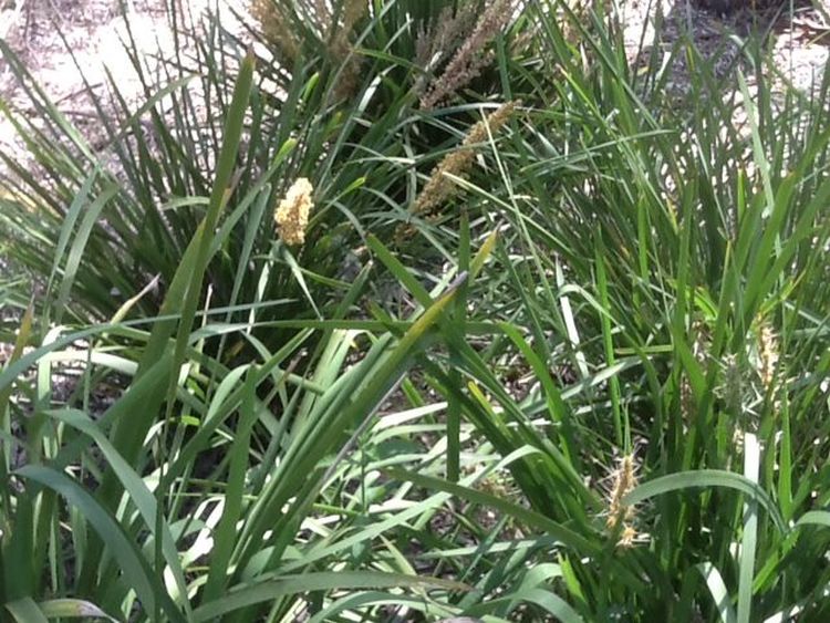 Lomandra longifolia