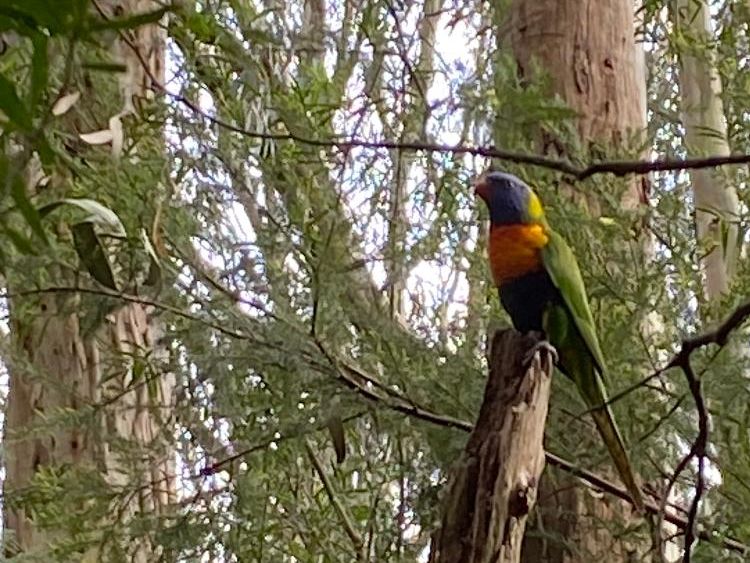 Rainbow lorikeet