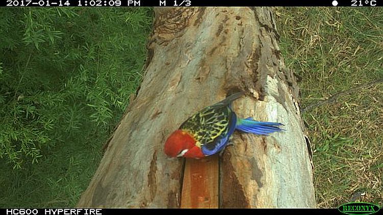 eastern rosella