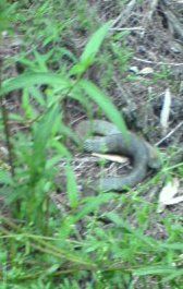 A large snake in the billabong