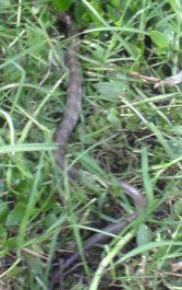 A smaller snake near Chris Cross
