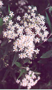 Snowy Daisy Bush