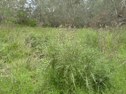 Spear thistle