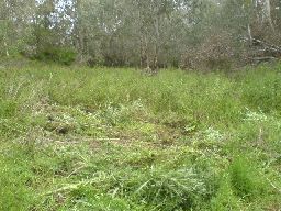 weeded spear thistle