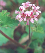 Austral Stork's Bill<i> (Pelargonium australe)</i> 