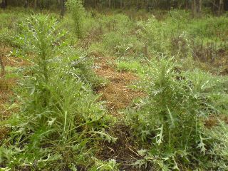 Spear thistles